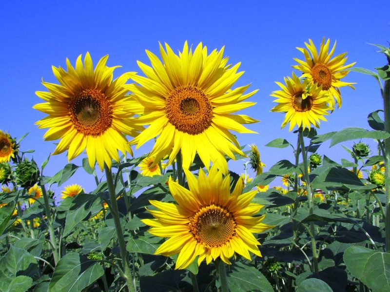 Bouquet Tournesols Soleil