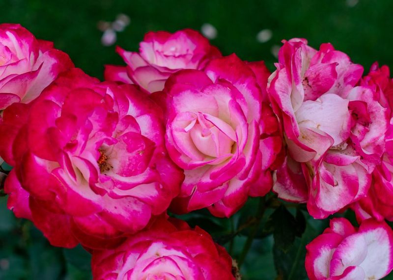 Rose Unique Éternelle